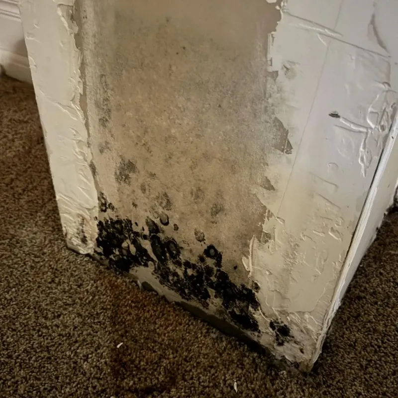 Professional Mold Removal in Georgetown, DE